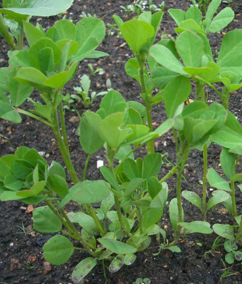 Fenugreek (Trigonella foenumgraecum) Feedipedia