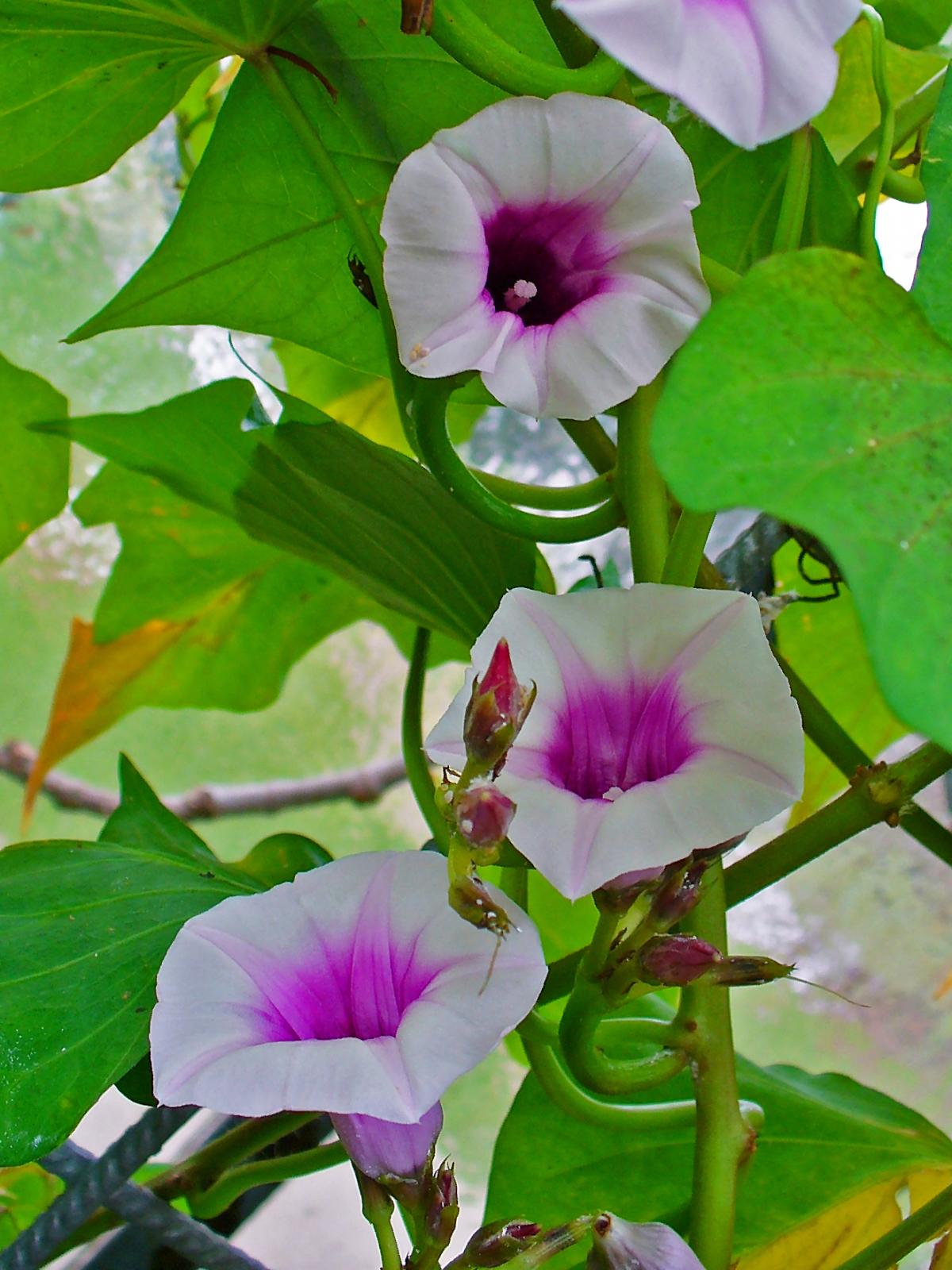 Sweet potato (Ipomoea batatas) forage Feedipedia