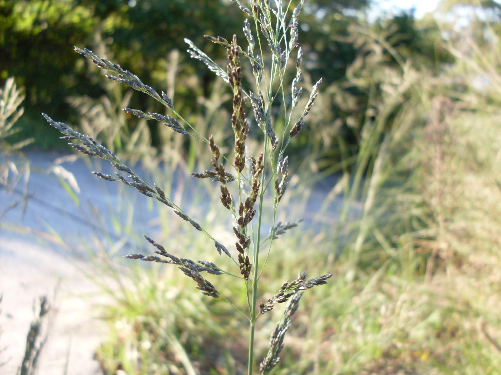 Weeping love grass (Eragrostis curvula) Feedipedia