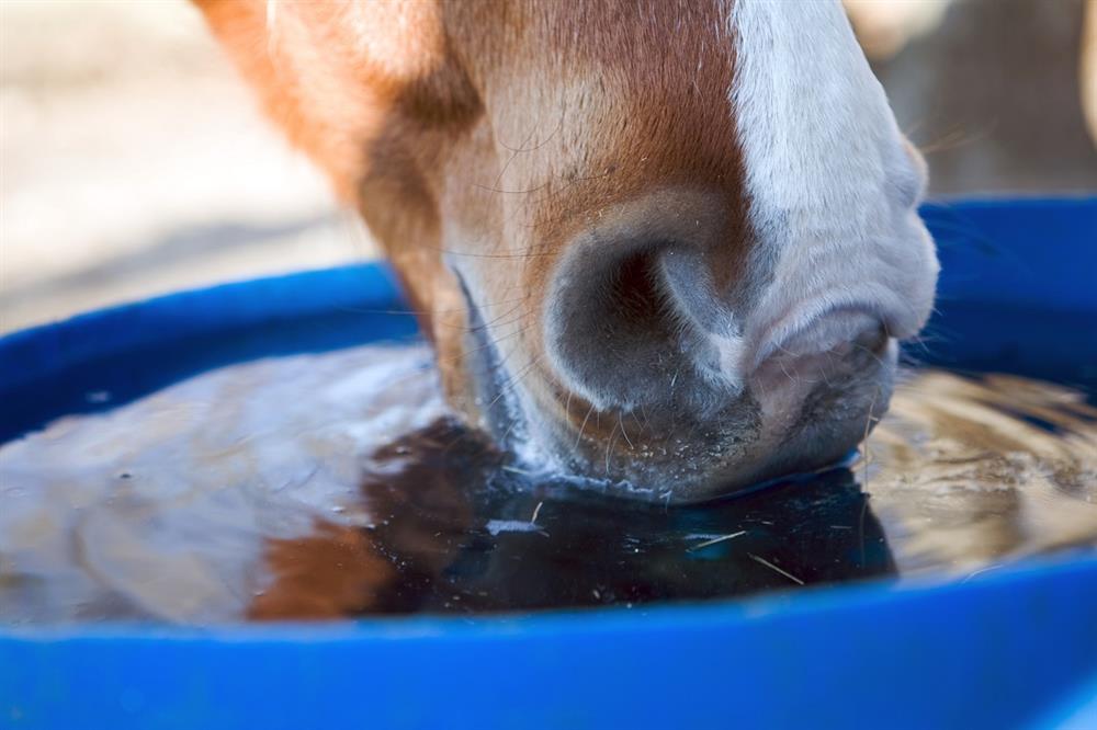 Electrolytes for Horses Feedmark