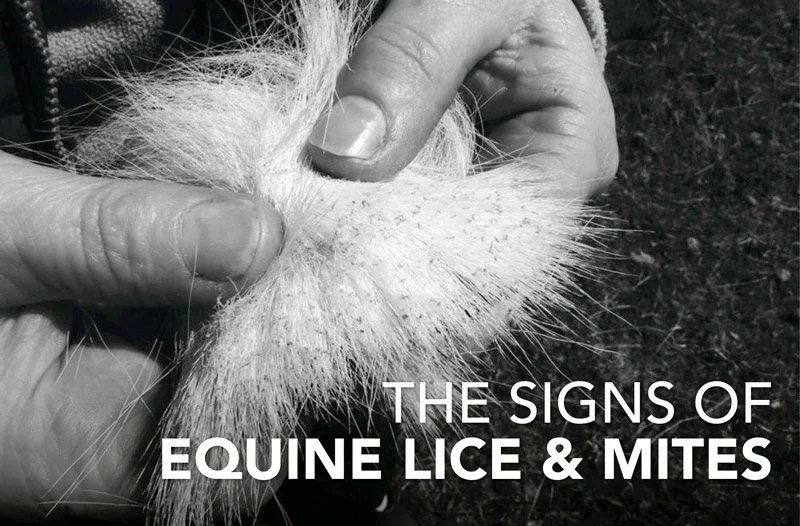 Equine Lice and Mites Feedmark