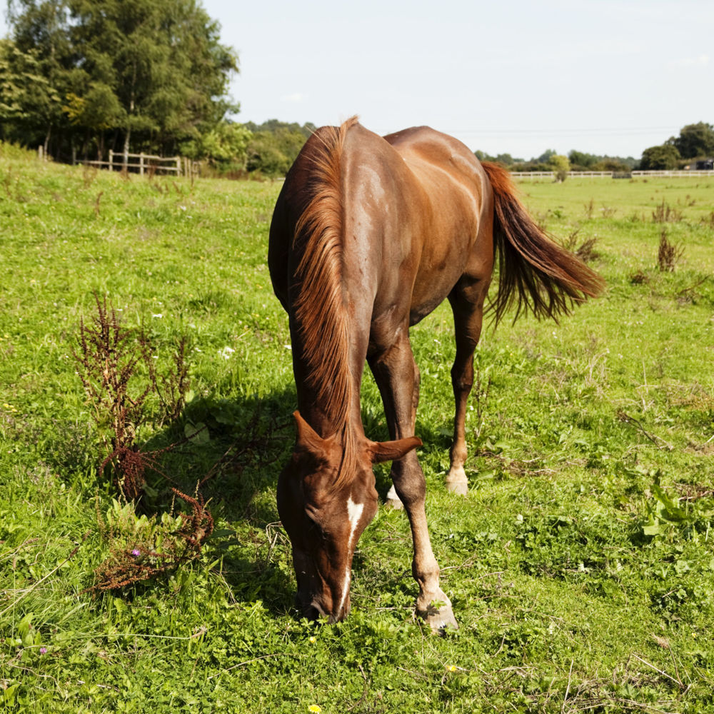 What is the Real Nutrient Content of Grass for Horses? Feedmark