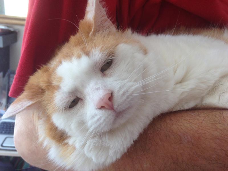 Pet Drugs Online Reviews Customer Service Reviews for https//www