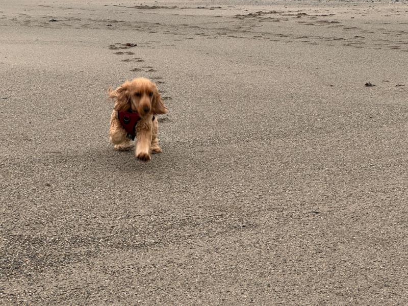 Pet Drugs Online Reviews Customer Service Reviews for https//www