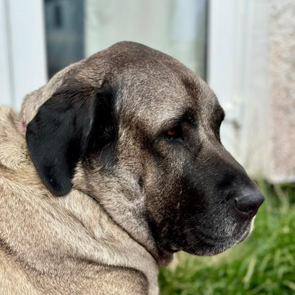 Commentaires Pet Remedy Natural Calming PlugIn Diffuser for Dogs and