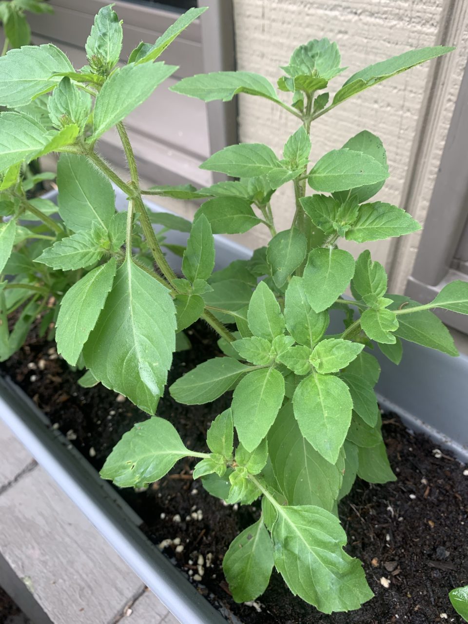 Holy Basil Judy Deal