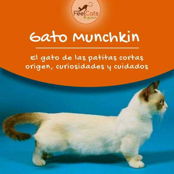 Gato Munchkin. Todo Sobre El Gato De Patas Cortas | Feelcats