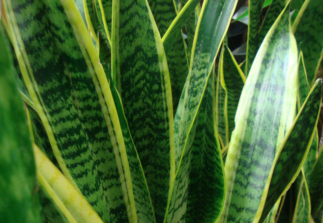 These Are NASA’s Top 6 Plants For Purifying