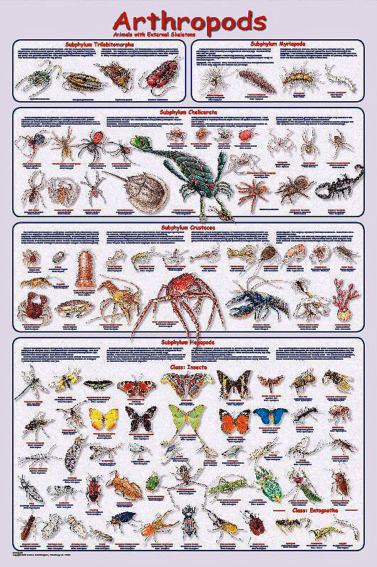 Feenixx Publishing Educational and Hobby Posters