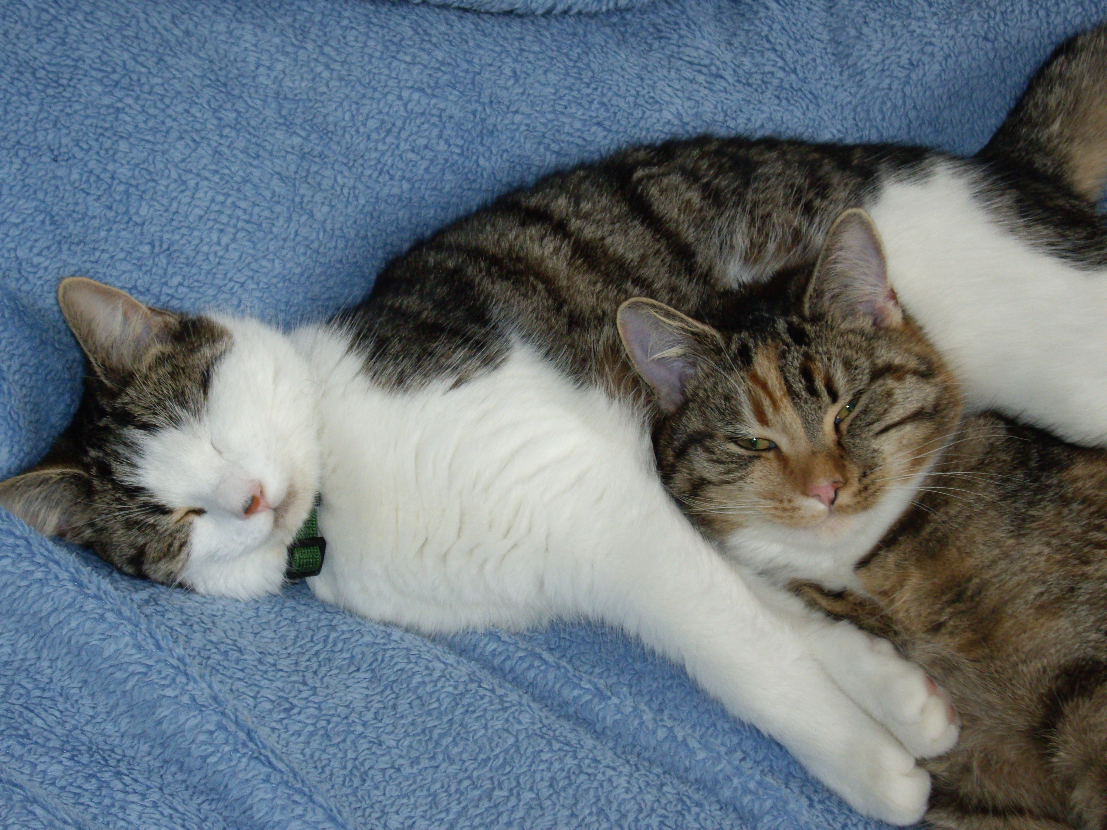 Frühkastration bei Katzen Ja oder Nein? FeliFelix