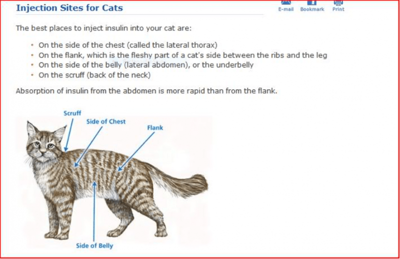 Alternate Injection Sites? | Feline Diabetes Message Board - FDMB