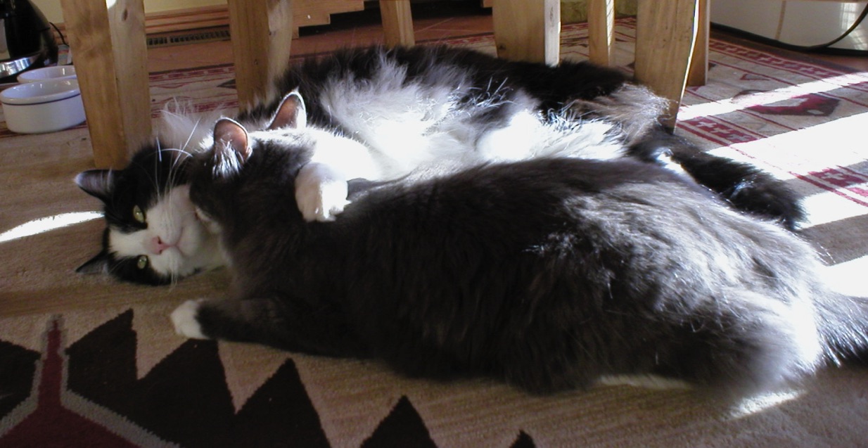 How Do Your Cats Get Along? Affiliative Behaviors
