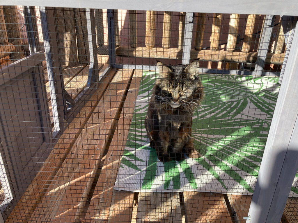 The Catio is a Safe Place Outdoors for Cats