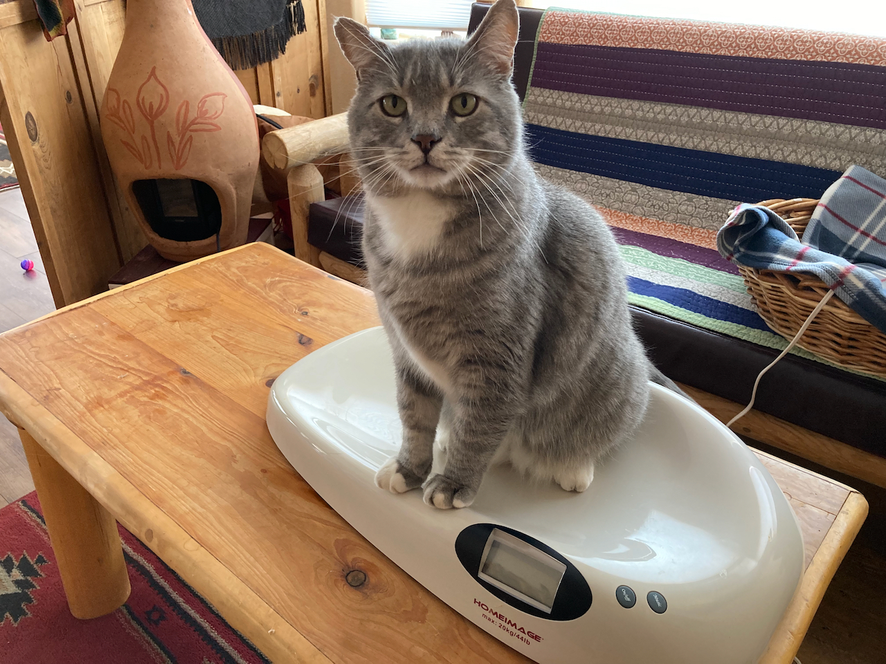 How Many Calories Should Your Cat Eat in a Day?