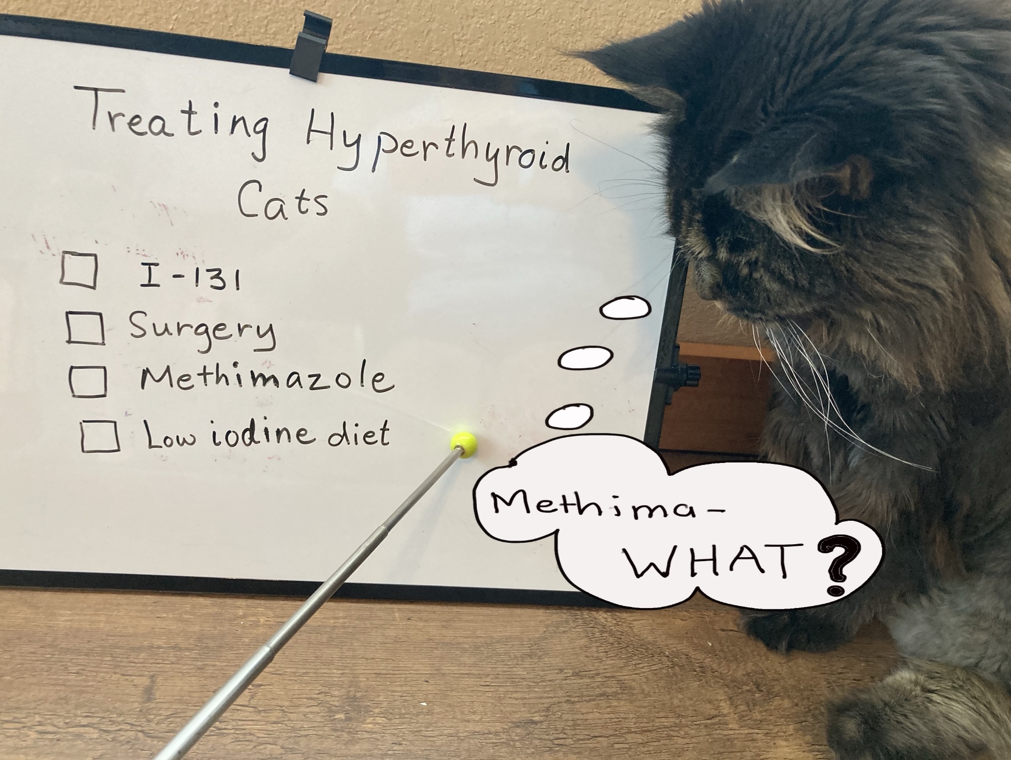 Diagnosing and Treating Hyperthyroidism in Cats