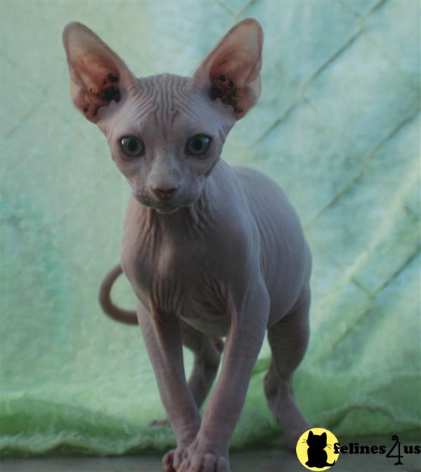 Sphynx Kitten for Sale Beautiful BlueEyed Sphynx and Bambino kittens
