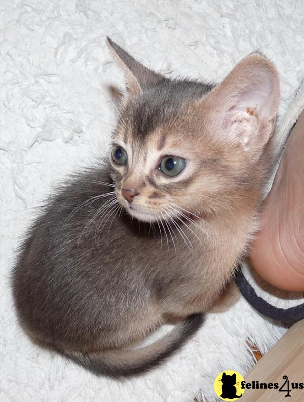 Abyssinian Kitten for Sale Family raised Abyssinian kittens available