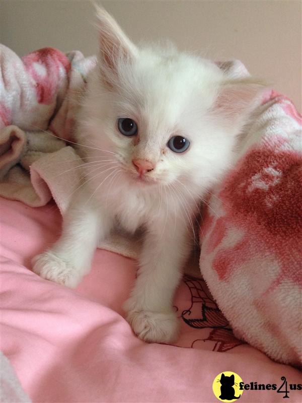 Kittens for Sale in Virginia