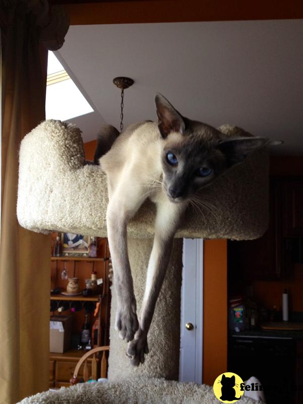 Siamese Kitten for Sale CFA Siamese 11 Yrs and 7 Mths old