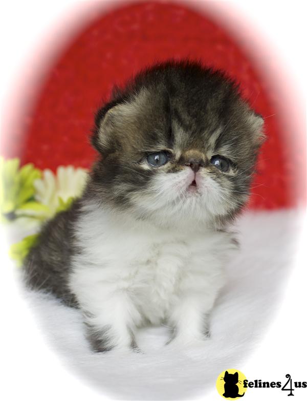 Persian Kitten for Sale CFA Registered Clean Healthy Persian Kittens