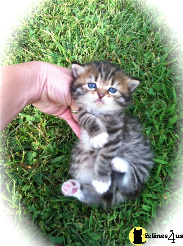 Kitty cats in my life cheap dime sale deals discounts Is