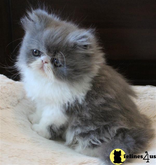 Persian Kitten for Sale Fantastic CFA Reg. Pure Persians for placement