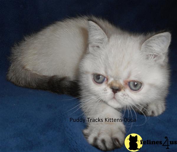 Exotic Shorthair Kitten for Sale Seal Lynx Point Exotic Short Hair
