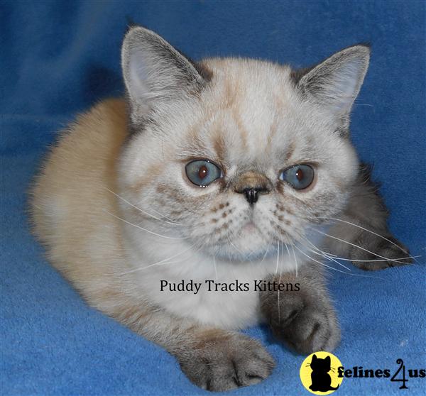 Exotic Shorthair Kitten for Sale Very Sweet Seal Lynx Point Exotic