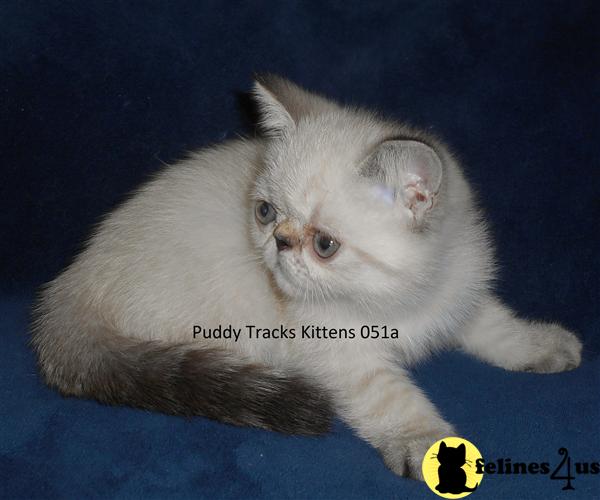 Exotic Shorthair Kitten for Sale Seal Lynx Point Exotic Short Hair