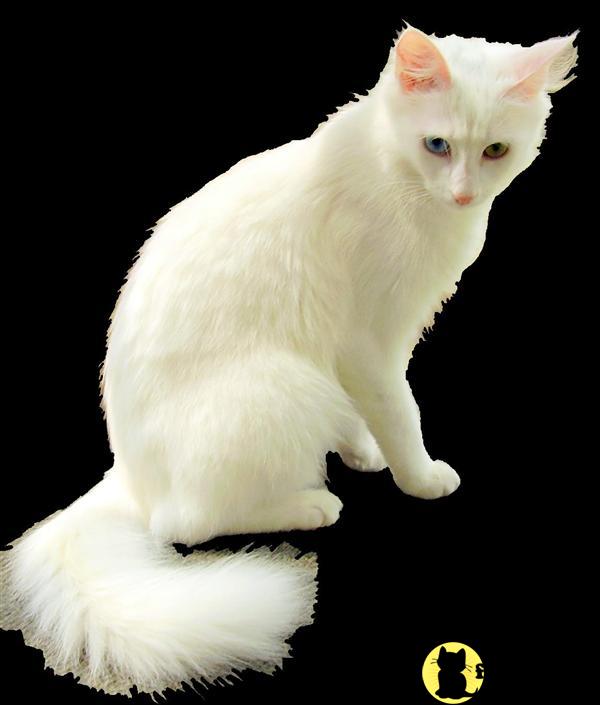 Turkish Angora Kitten for Sale Mavi Magic Turkish Angoras 15 Yrs old