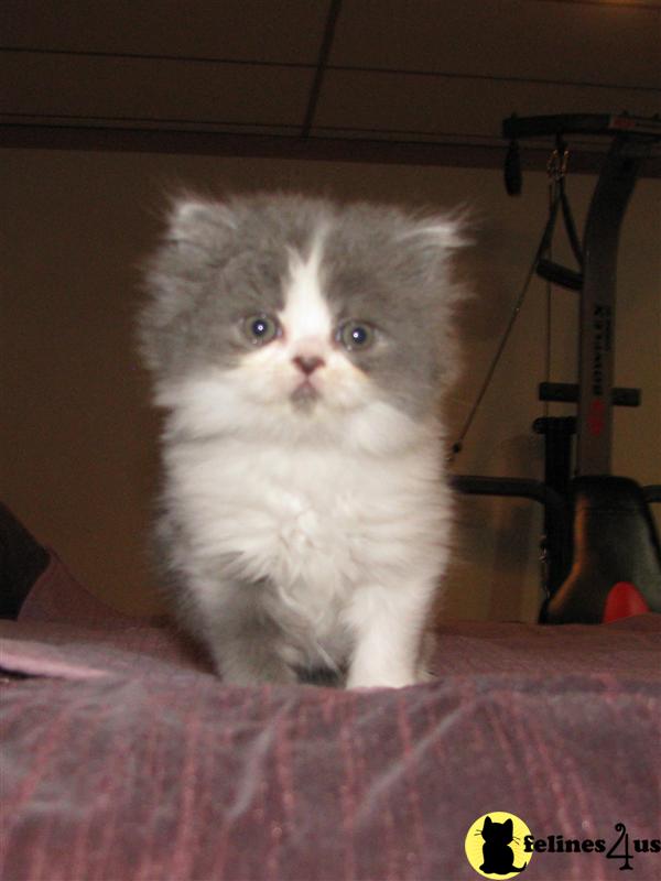Persian Kitten for Sale Beautiful Blue and White Bicolor male Persian