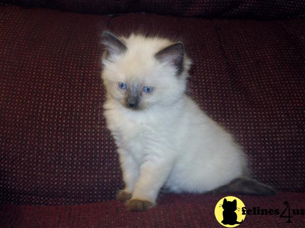Ragdoll Kitten for Sale MistyRun Ragdolls 7 Yrs and 7 Mths old