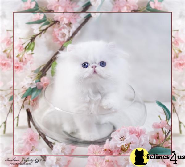 Persian Kitten for Sale WHITE PERSIAN KITTEN WITH BLUE