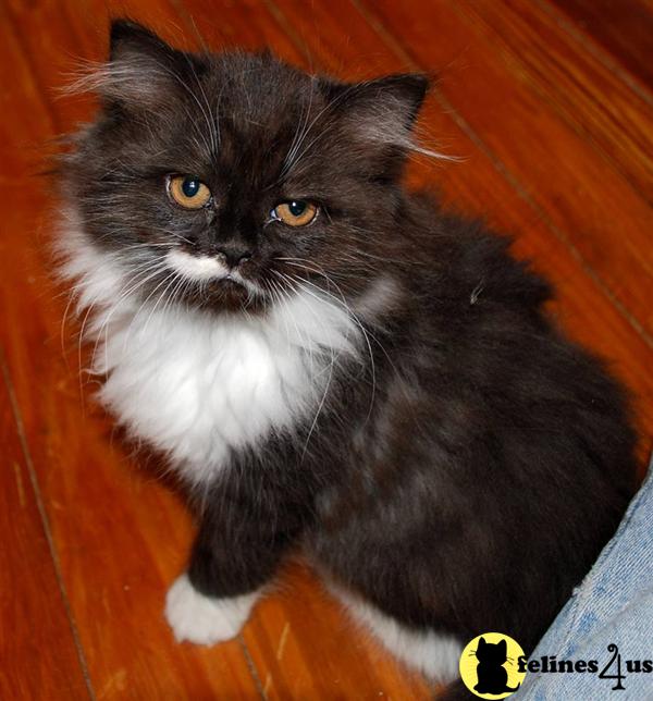 Persian Kitten for Sale CFA Unique Black and White Persian Female