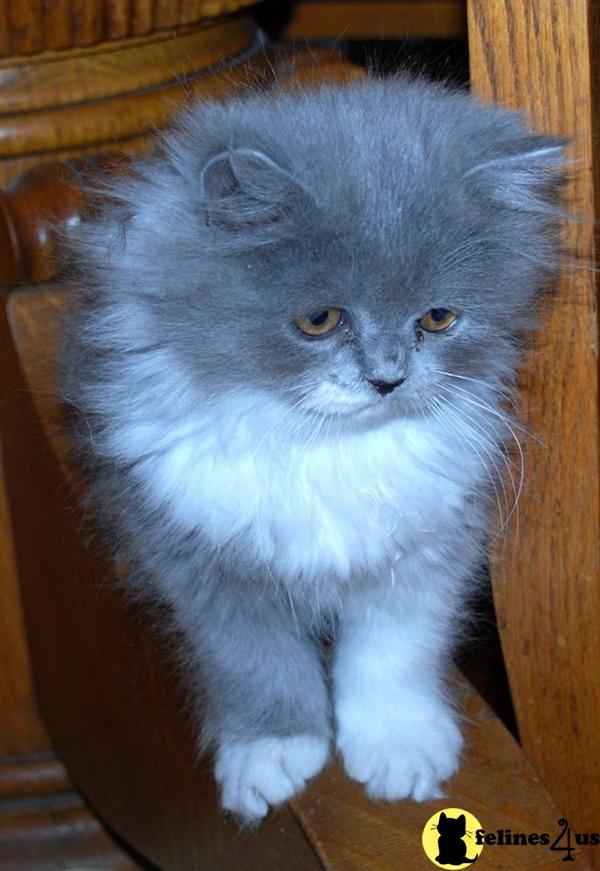 CFA Beautiful Blue and White Male Persian Kitten Sage