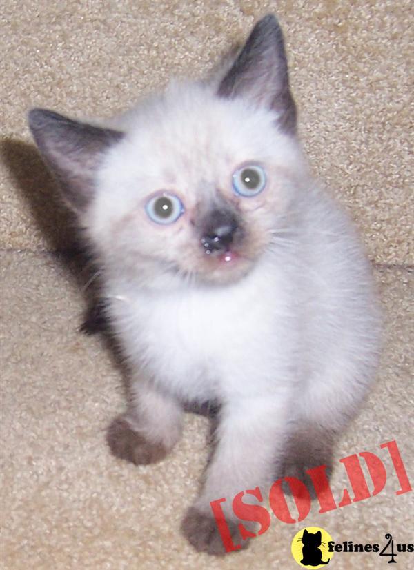 Siamese/Himalayan Siamese Kittens for sale