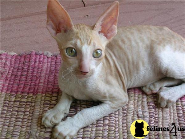 Cornish Rex Kitten for Sale Cornish Rex Kittens for Sale 12 Yrs and 10