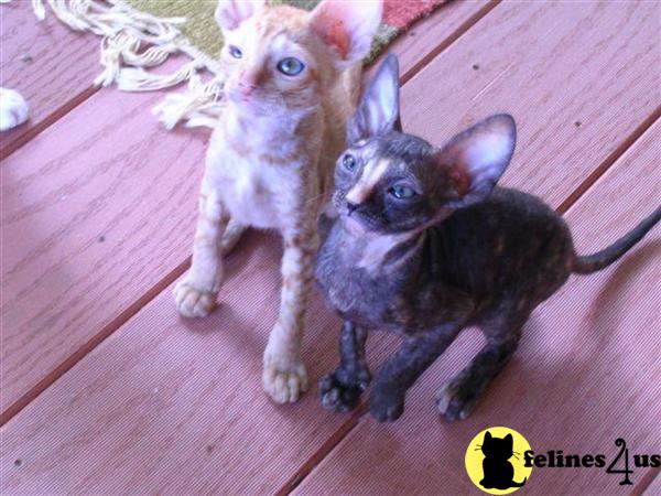 Cornish Rex Kitten for Sale Cornish Rex Kittens for Sale 12 Yrs and 10
