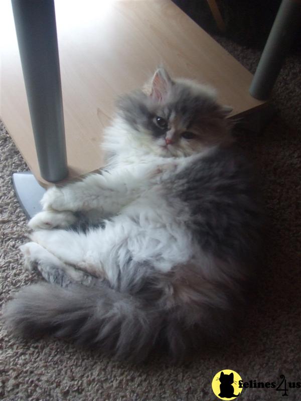 Persian Kitten for Sale 16 wks DILUTE CALICO PERSIAN KITTEN Breeding