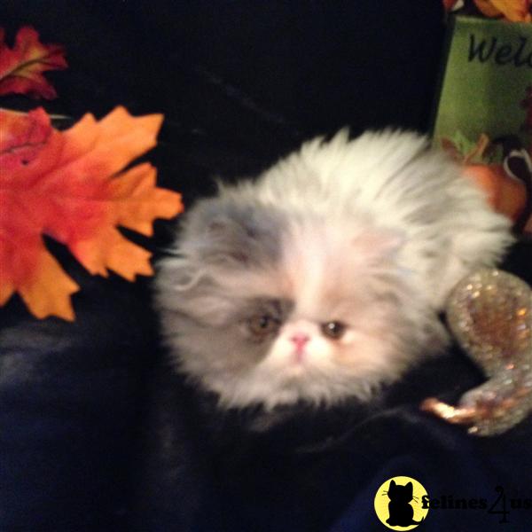 Persian Kitten for Sale Dilute Calico Persian Kitten 9 Yrs and 9 Mths old