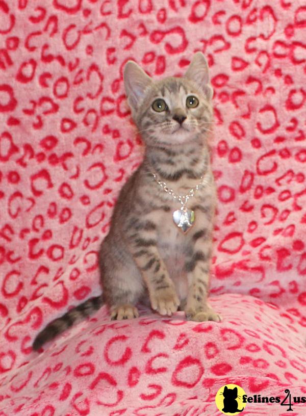 Kittens for Sale in California