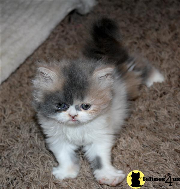 Persian Kitten for Sale Purrsonality Bitzy gal dilute calico Persian