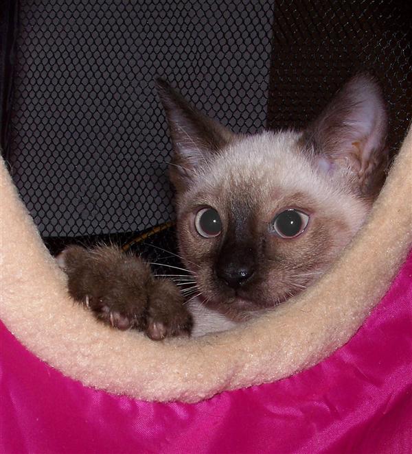 Siamese Kitten for Sale Blue Point Siamese 15 Yrs and 6 Mths old