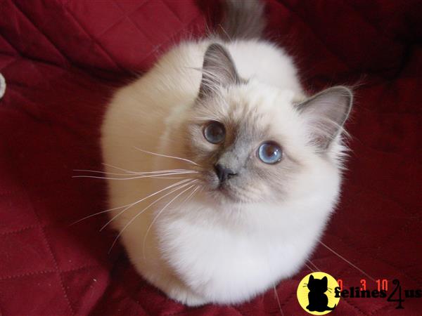 Birman Kitten for Sale Quest SOLD 9 Mths old