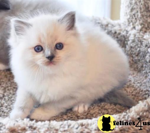Ragdoll Kitten for Sale SuoerFly Ragdolls 10 Weeks old