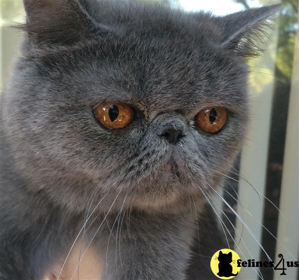 Exotic Shorthair Kitten for Sale Solid blue CPC exotic girl 9 Yrs and