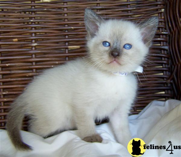 Siamese Kitten for Sale Traditional Old Style Siamese Kittens