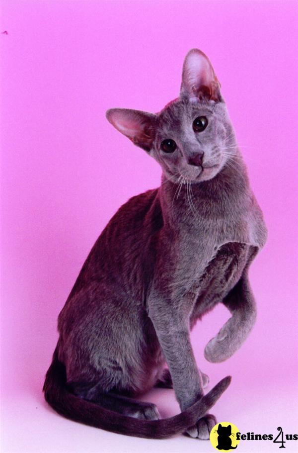 Oriental Shorthair For Sale Ohio at Charlie Hansel blog