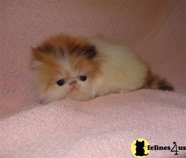 Kittens for Sale in Ohio