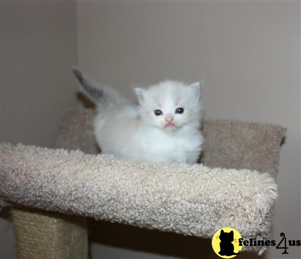 Ragdoll Kittens in Illinois